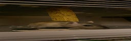 Gerbil rodents for sale: Please read description  - Advert 1