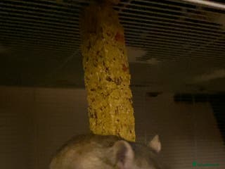 Gerbil rodents Please read description - Advert 1