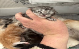 Maine Coon cats for sale: 3 beautiful Maine coon babies READY NOVEMBER - Image 14