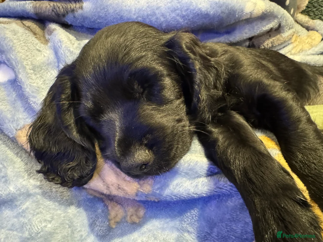Cocker Spaniel dogs for sale: Adorable cocker spaniel puppies - Advert 2