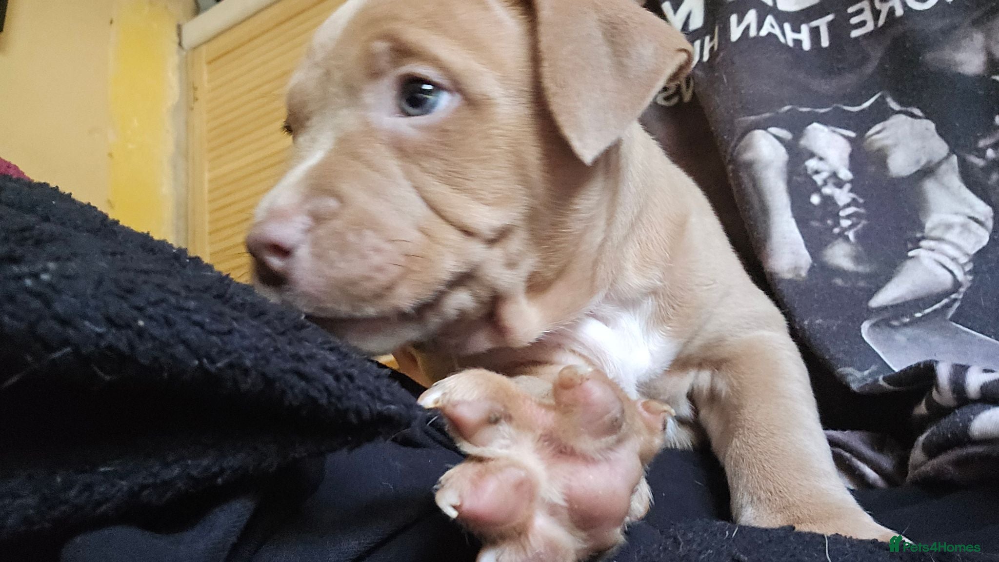 Mixed Breed dogs Pocket bully cross presa canario - Advert 16