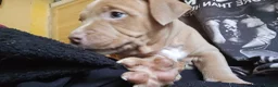 Mixed Breed dogs for sale: Pocket bully cross presa canario in Blackburn - Advert 15