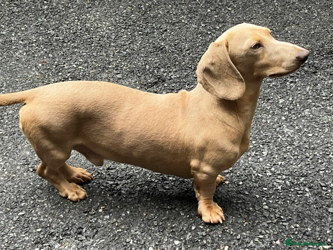 Miniature Dachshund dogs for stud: Cream e/e D/d B/b PRA Clear, Kc reg, Vet checked in Heathfield - Advert 2