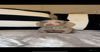 Miniature Dachshund dogs - Advert 3