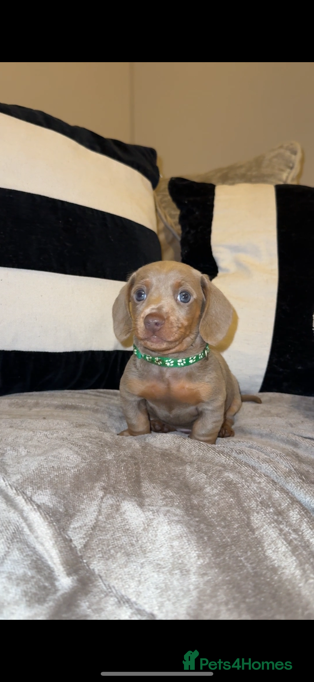 Miniature Dachshund dogs for sale:  READY NOW Quality minismooth haired dachshunds 🐾 - Image 3