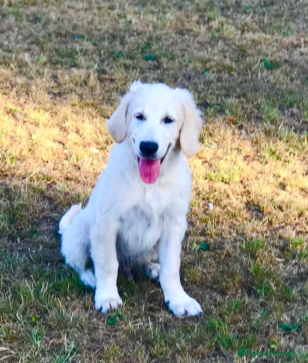 Golden Retriever dogs for sale: Fully vaccinated championline puppies- ready now in London - Image 2