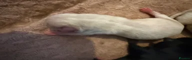 Chihuahua 2