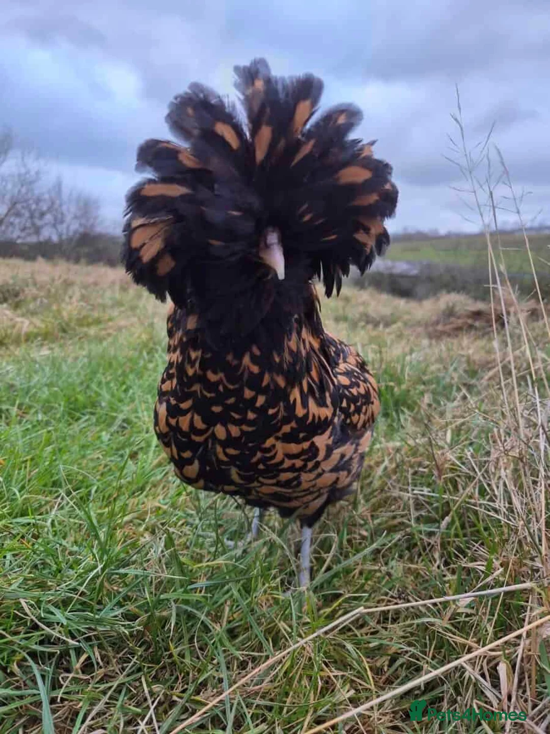 Chickens poultry for sale: Pure Breed Polish chickens mixed sex and colours - Advert 3