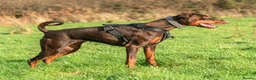 Dobermann dogs for sale: CH & Sport- KC Reg - FULLY HEALTH & Heart - Advert 6