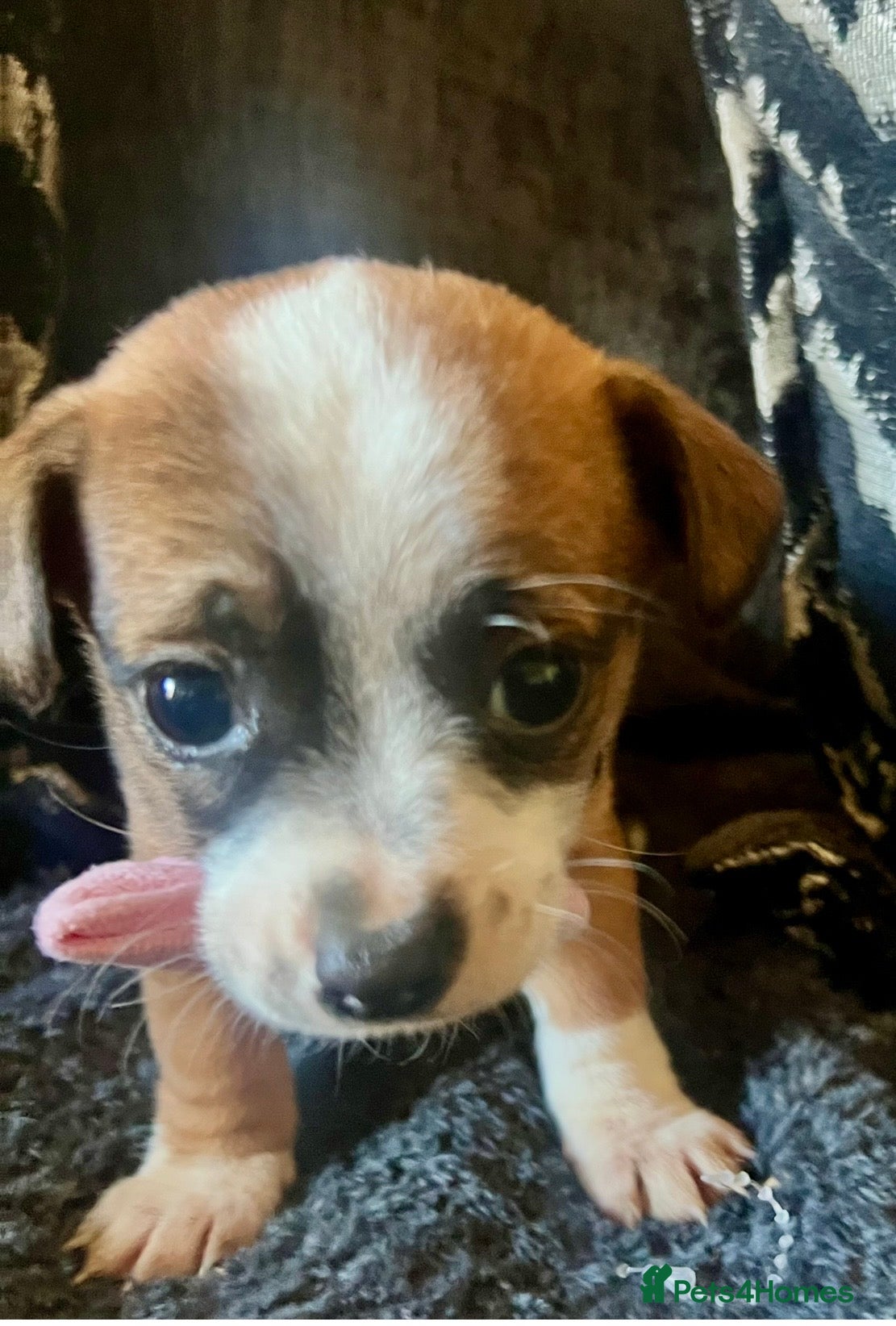 Mixed Breed dogs Adorable 1 girl tiny Chihuahua x terrier. Puppy's - Advert 17