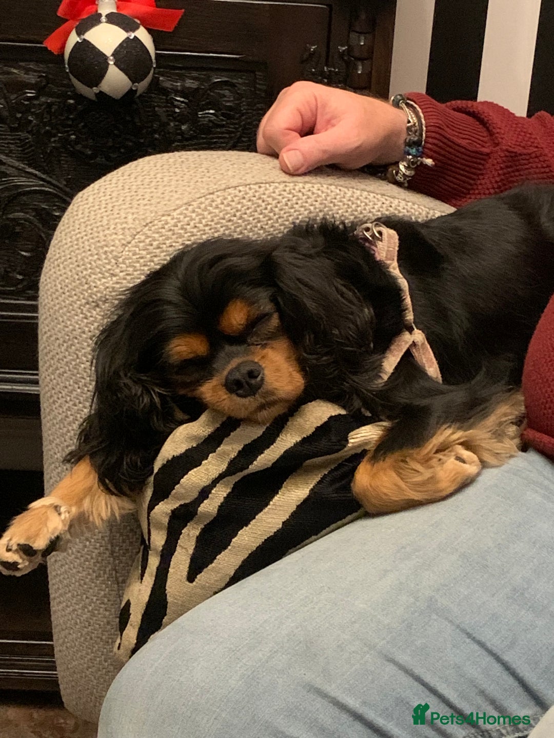 Cavalier King Charles Spaniel dogs for sale: 6 year old female cavalier King Charles  - Advert 5