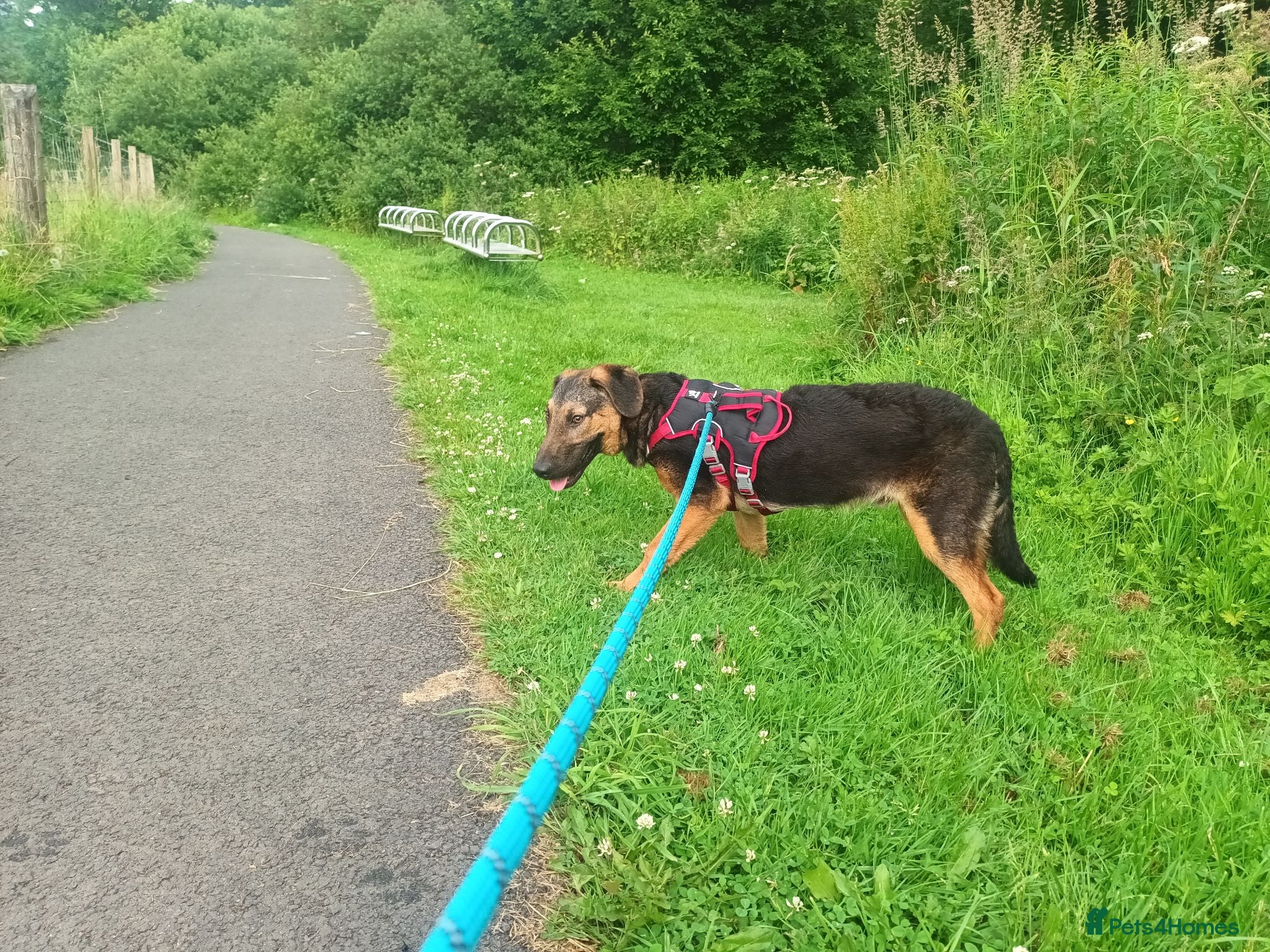 Mixed Breed dogs Border collie x hound/collie - Advert 1
