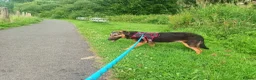 Mixed Breed dogs for sale: Border collie x hound/collie - Advert 1