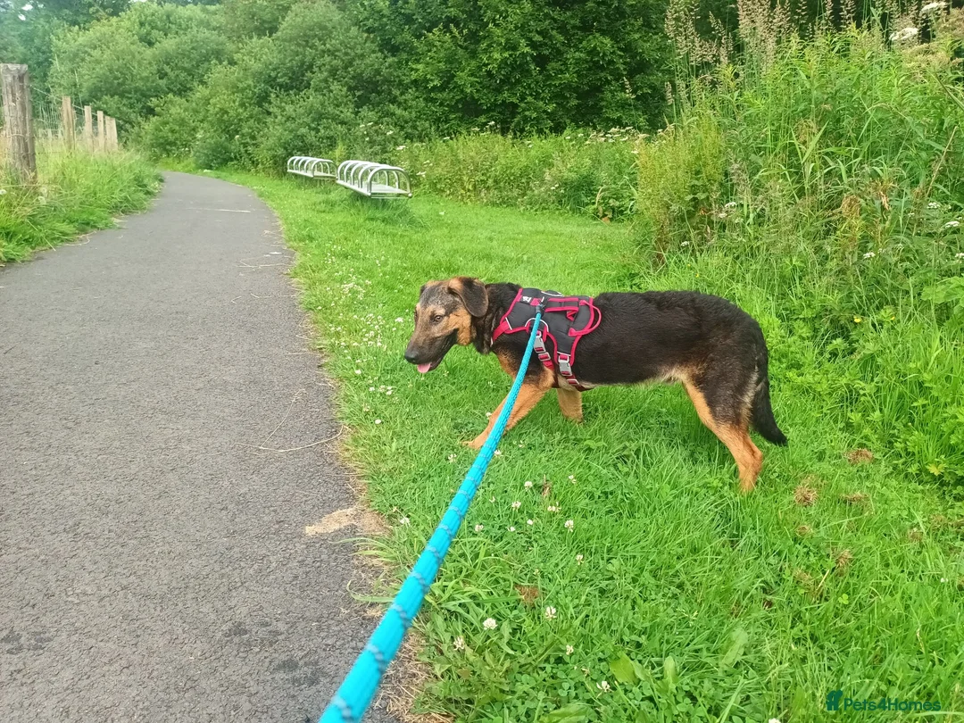 Mixed Breed dogs for sale: Border collie x hound/collie - Advert 1