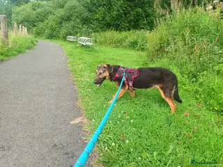 Mixed Breed dogs Border collie x hound/collie - Advert 1