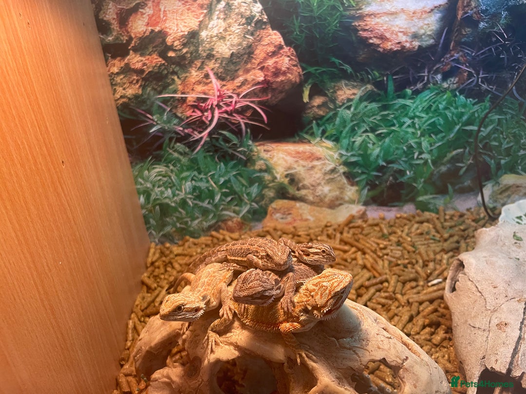 Bearded Dragon reptiles for sale: 5 baby bearded dragons for sale  - Image 2
