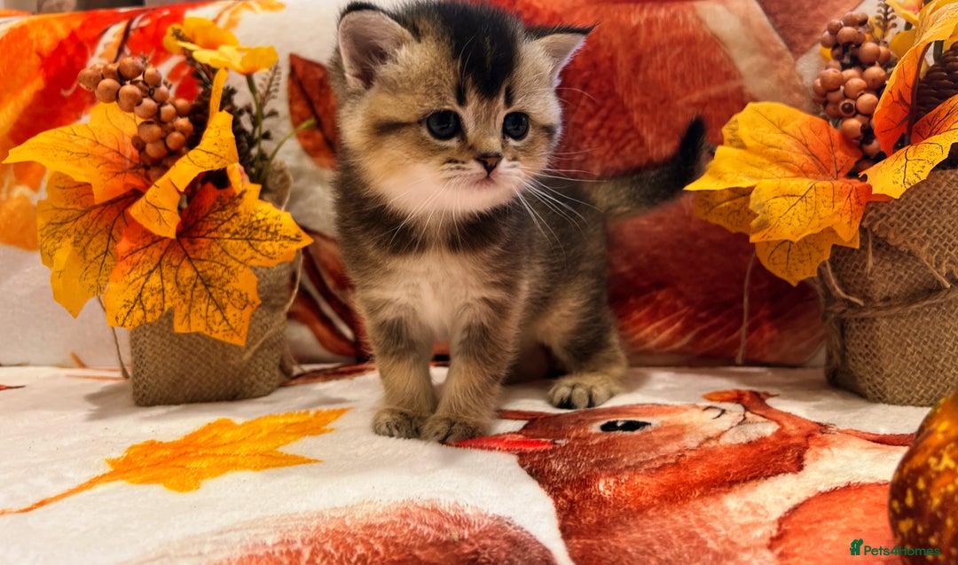 Scottish Fold cats for sale: Purrfect little babies - Image 14