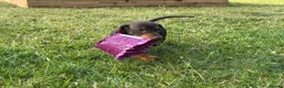 Miniature Dachshund dogs for sale: Gorgeous KC registered Miniature Dachshunds   - Advert 4