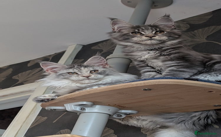 Maine Coon cats Tica registered Maine coon kittens - Advert 7