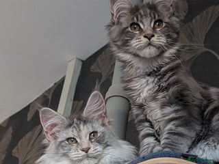 Maine Coon cats Tica registered Maine coon kittens - Advert 5