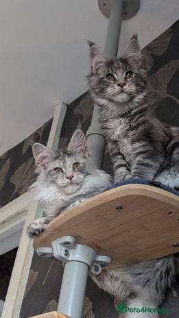 Maine Coon cats Tica registered Maine coon kittens - Advert 7