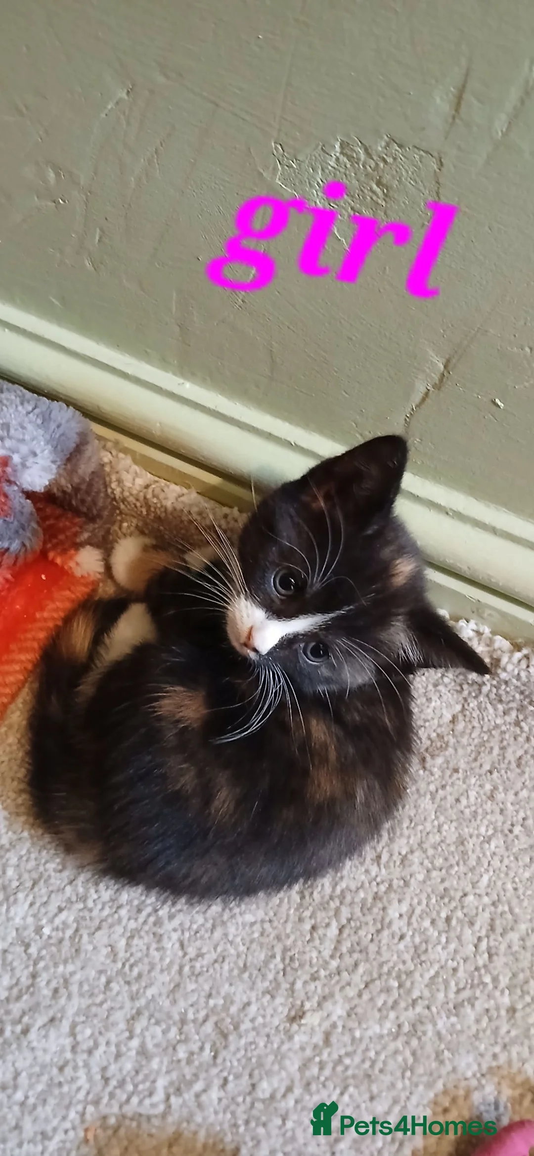 Mixed Breed cats for sale: Kittens  for sale  in Norwich - Advert 7