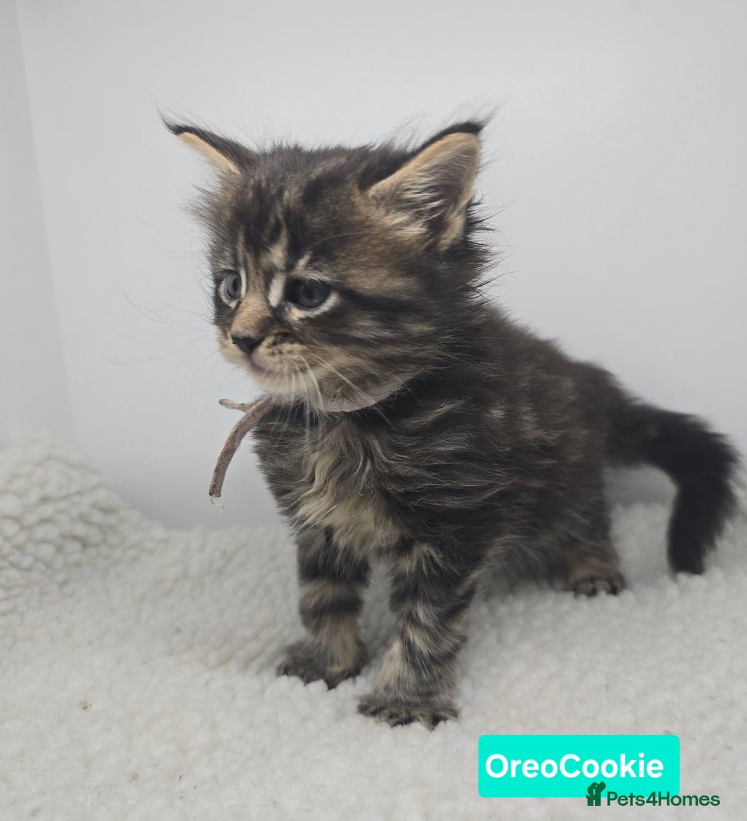 Maine Coon cats for sale: Beautiful TICA Pedigree Maine Coon Kittens - Advert 27