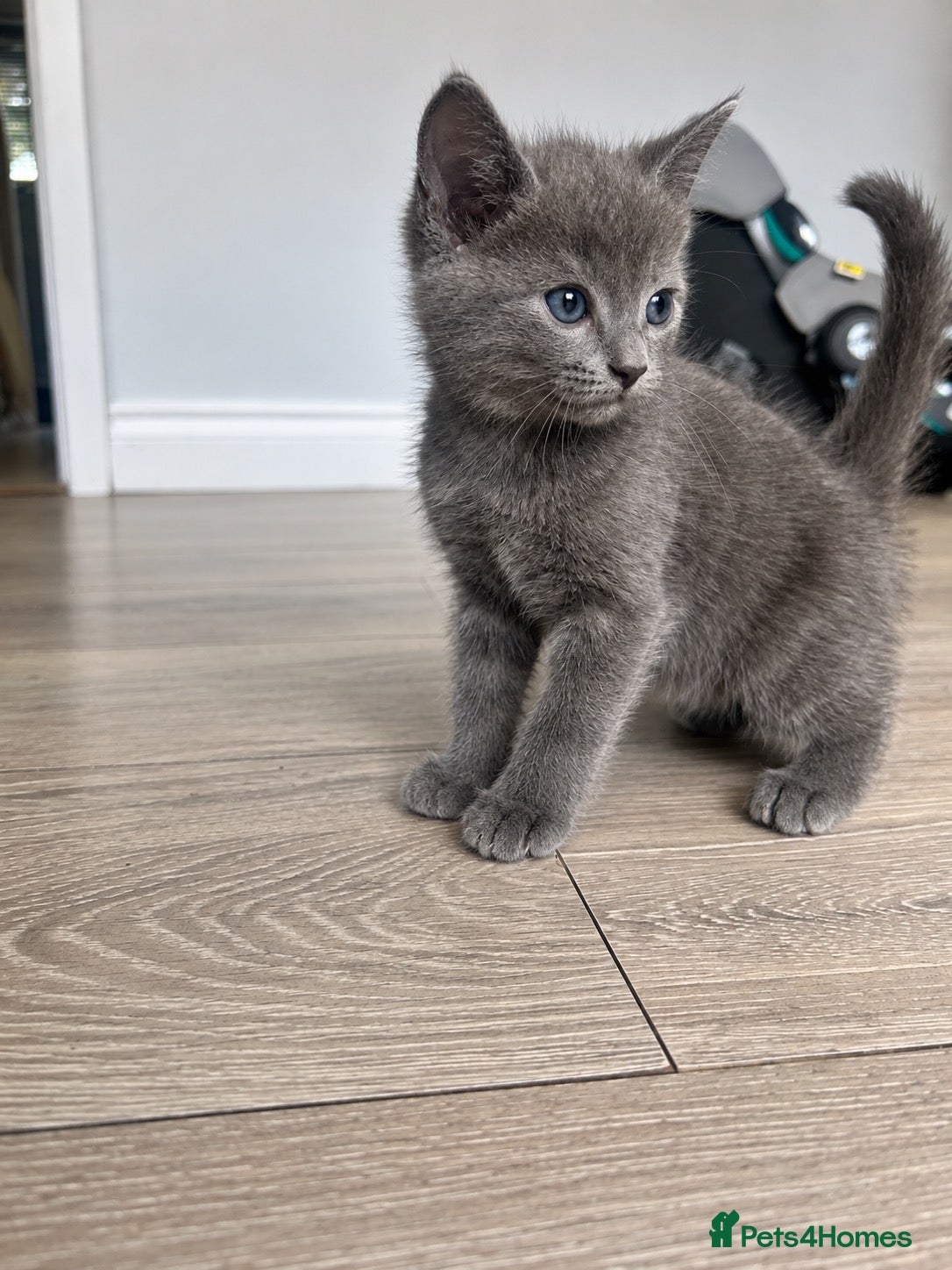Ragdoll cats RAGDOLL X BSH KITTENS READY TO LEAVE 💓 - Advert 2