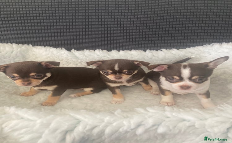 Chihuahua dogs in Grimsby - Advert 2
