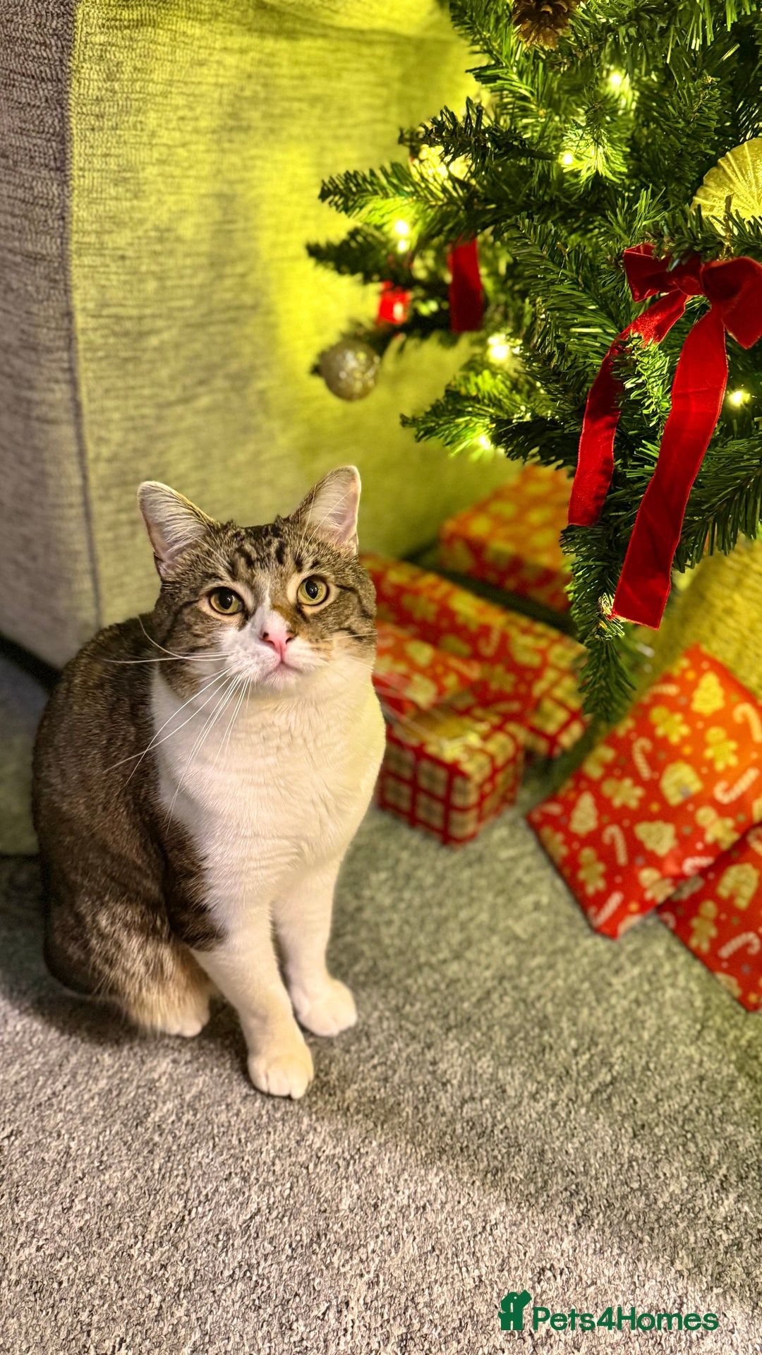 Domestic Shorthair cats for sale: Theo, domestic shorthair tabby - Advert 3