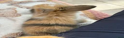 Mini Lop rabbits for sale: Mini lops-raised indoors-vaccinated  - Advert 7