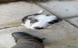 Border Collie dogs for sale: Beautiful blue Merle boy - Image 5
