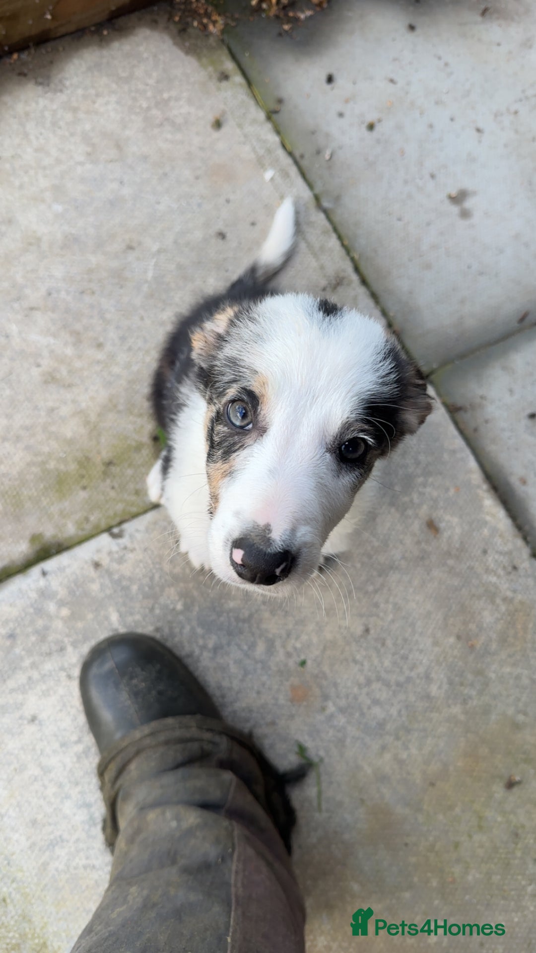 Border Collie dogs for sale: Beautiful blue Merle boy - Image 5