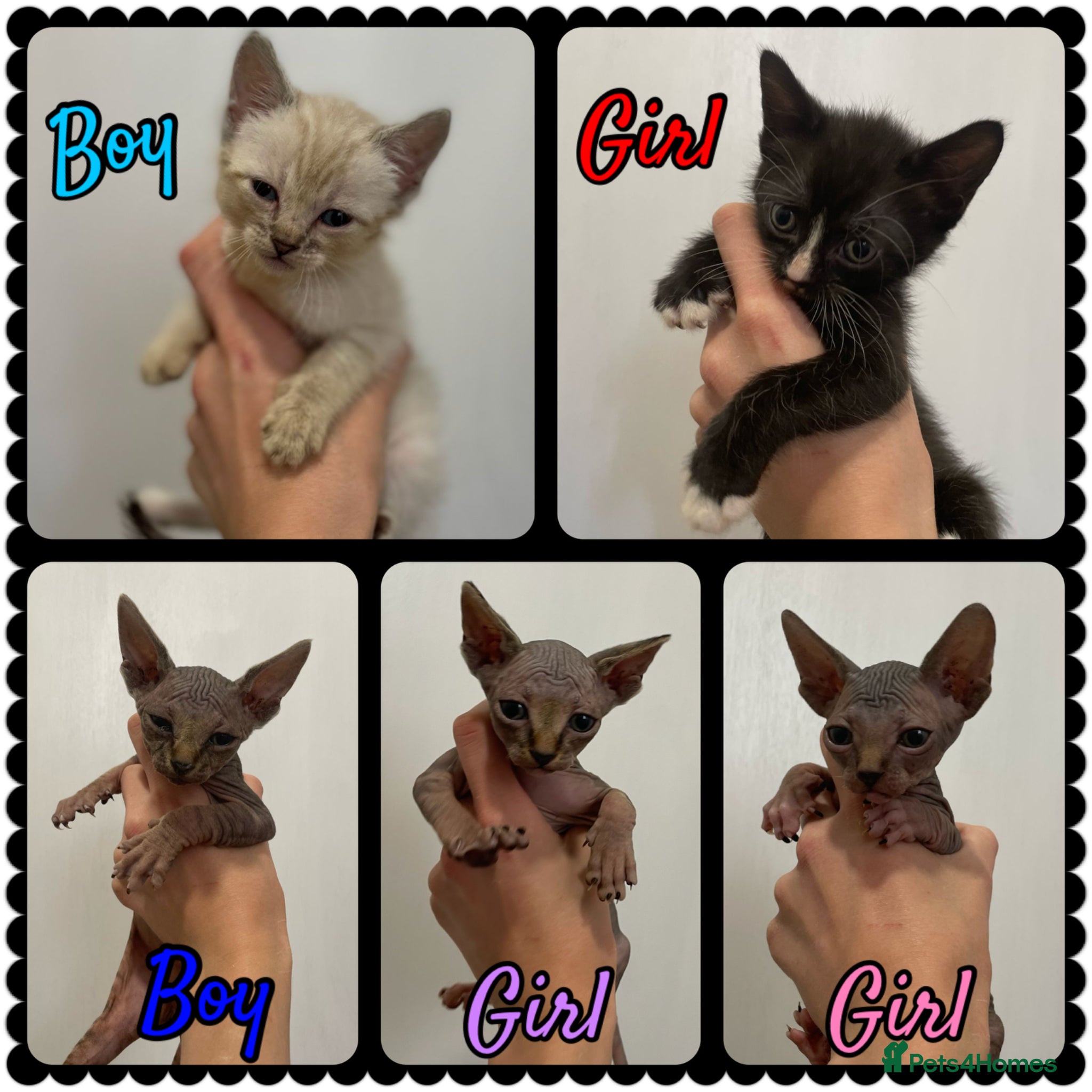 Sphynx cats Stunning litter of Sphynx kittens (hairless & fur) - Advert 3