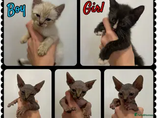Sphynx cats Stunning litter of Sphynx kittens (hairless & fur) - Advert 3