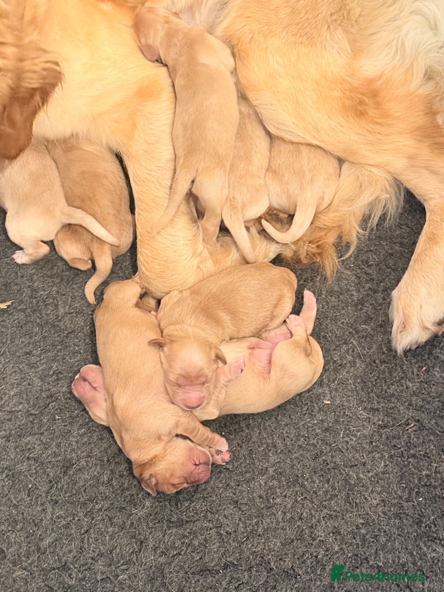 Golden Retriever dogs for sale: Beautiful Golden Retriever Puppys - Advert 17