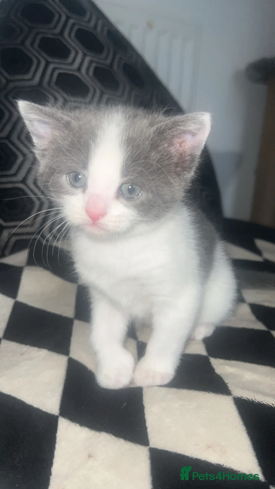 Mixed Breed cats for sale: Half Turkish angora kittens - Advert 2