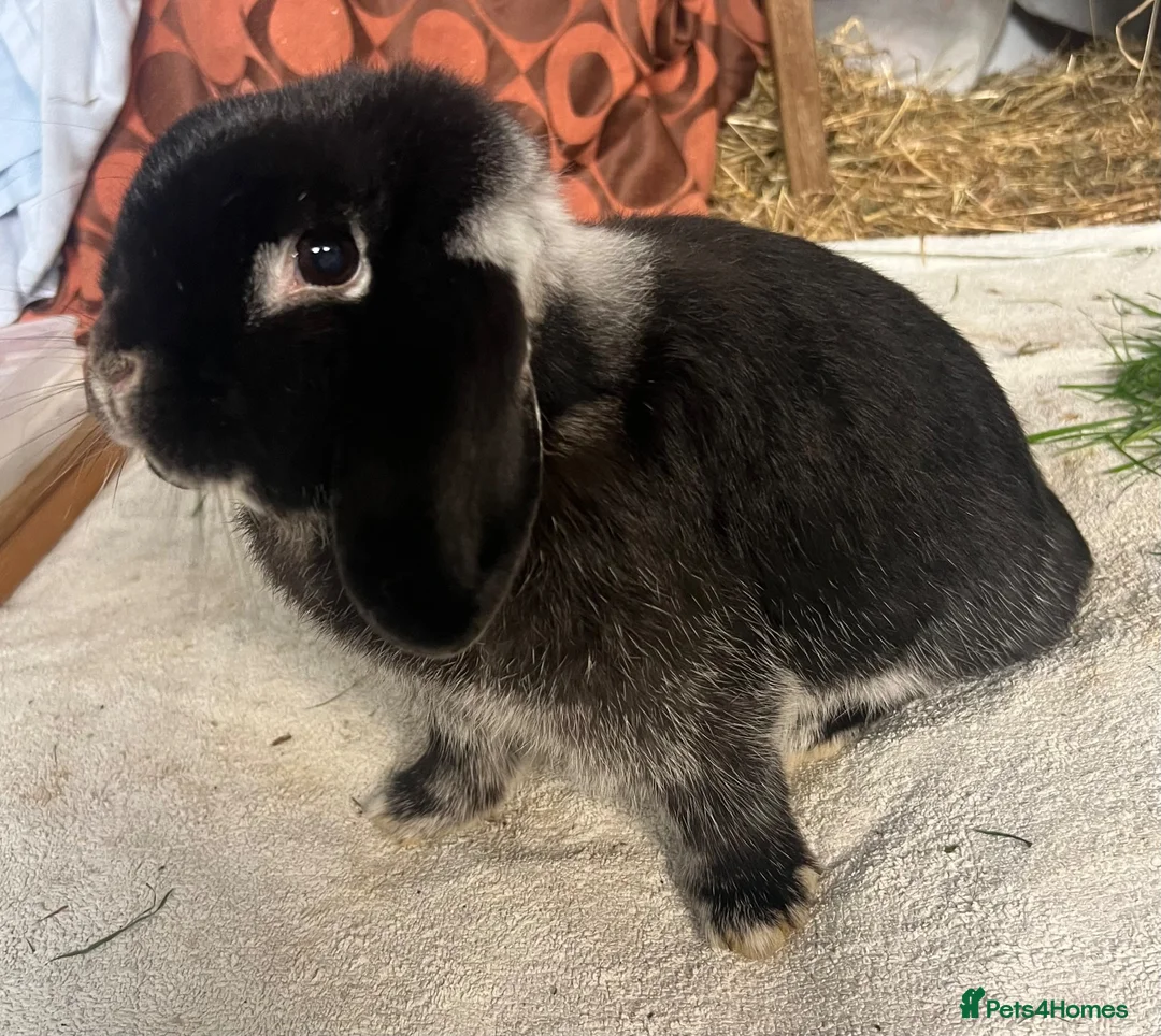 Mini Lop rabbits for sale: Mini lop girl & boy  in Southampton - Advert 1