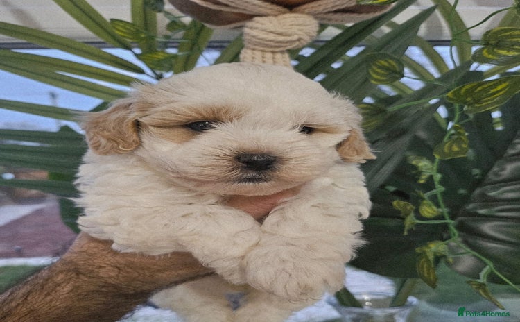 Shihpoo dogs - Advert 13