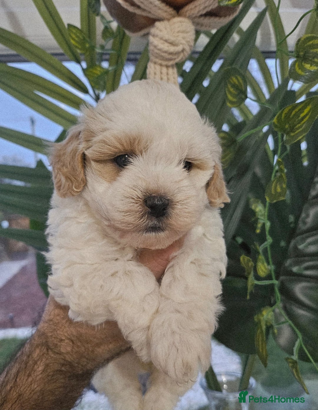 Shihpoo dogs for sale: 🌟 Adorable Shihpoo Puppies 🌟 - Image 1