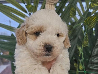 Shihpoo dogs for sale - Advert 1