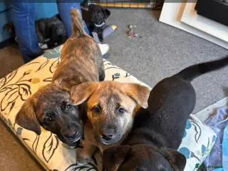 Mixed Breed dogs Labrakita (American AkitaxLab) Puppies.ReadyToLeav - Advert 11