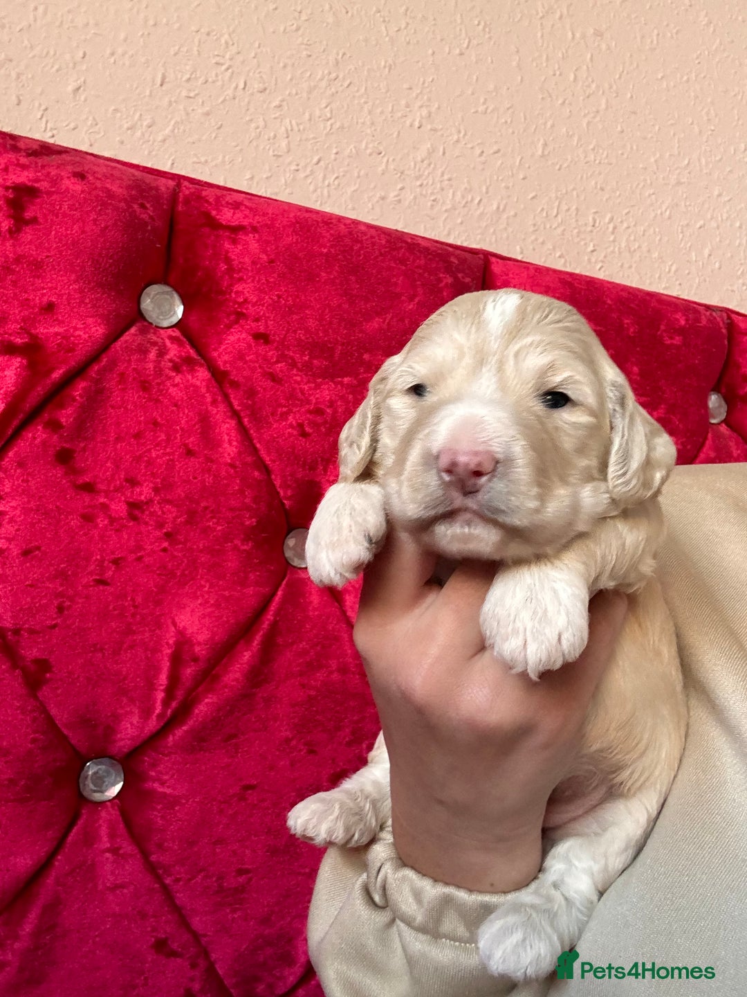 Cockapoo dogs for sale: (1 Left) Stunning Cockapoo Puppies Health Tested  - Advert 20