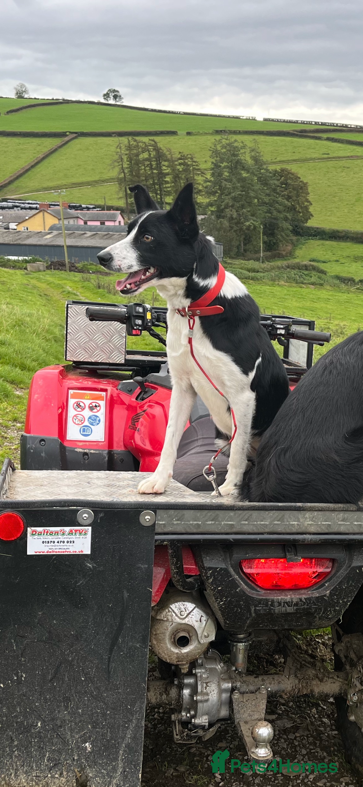 Border Collie dogs ISDS registered litter - Advert 1