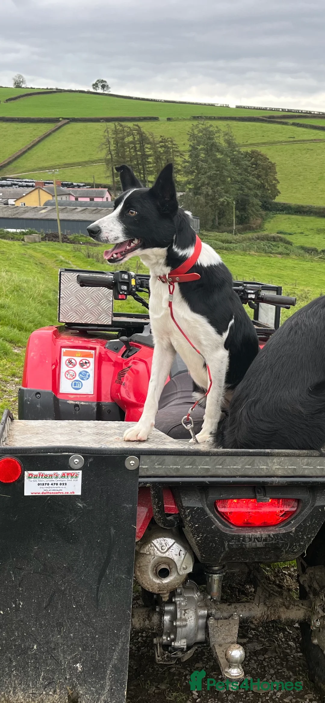 Border Collie dogs for sale: ISDS registered litter - Advert 1