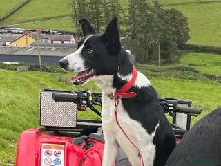 Border Collie dogs ISDS registered litter - Advert 1