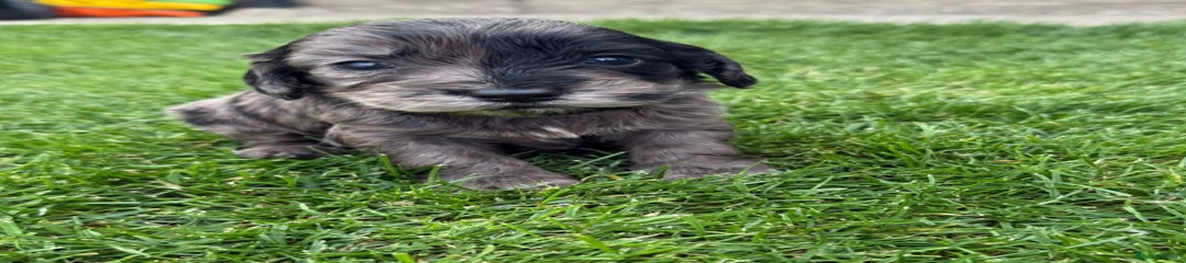 Cockapoo Puppy 2