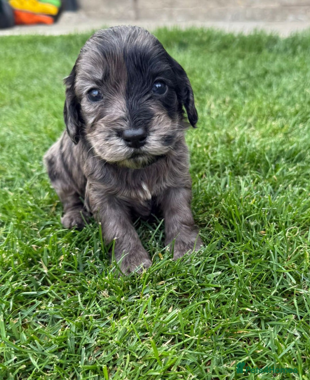Cockapoo dogs for sale: F1 show cockapoos - Image 1