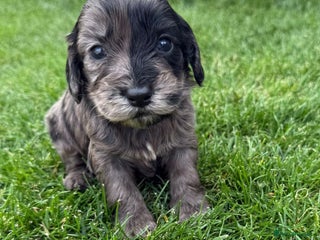 Cockapoo dogs - Advert 5