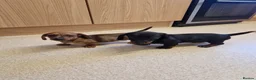 Miniature Dachshund dogs for sale: Miniature chocolate dapple black tan dachshund - Advert 15